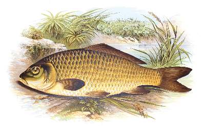 Bild Nr.2: 128-1906 Houghton,W.: (Zoologie, Fische)
