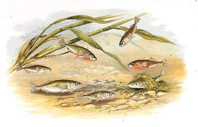 Bild Nr.3: 128-1906 Houghton,W.: (Zoologie, Fische)