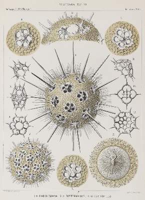Bild Nr.1: 128-1908 Haeckel,E.: (Zoologie)