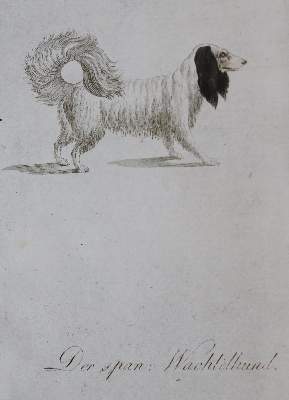 Bild Nr.210: 128-1910 Götz,T.: (Zoologie, Hunde)