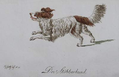 Bild Nr.211: 128-1910 Götz,T.: (Zoologie, Hunde)