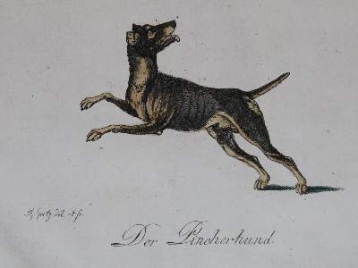 Bild Nr.212: 128-1910 Götz,T.: (Zoologie, Hunde)