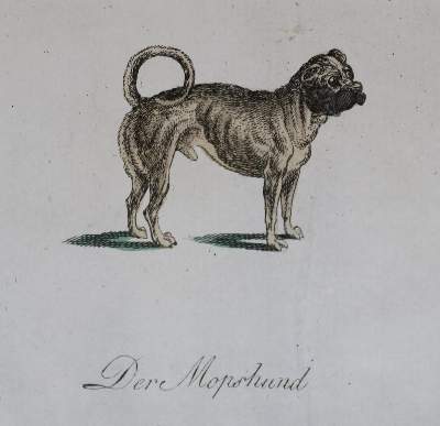 Bild Nr.213: 128-1910 Götz,T.: (Zoologie, Hunde)
