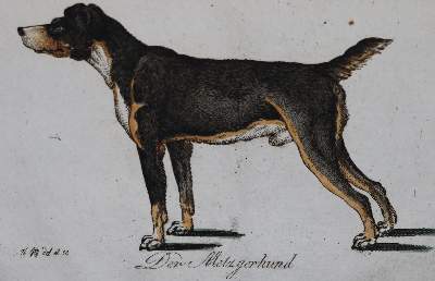 Bild Nr.214: 128-1910 Götz,T.: (Zoologie, Hunde)