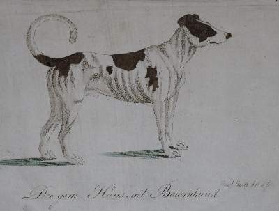 Bild Nr.24: 128-1910 Götz,T.: (Zoologie, Hunde)