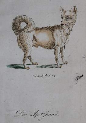 Bild Nr.25: 128-1910 Götz,T.: (Zoologie, Hunde)