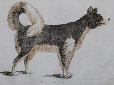 Bild Nr.26: 128-1910 Götz,T.: (Zoologie, Hunde)