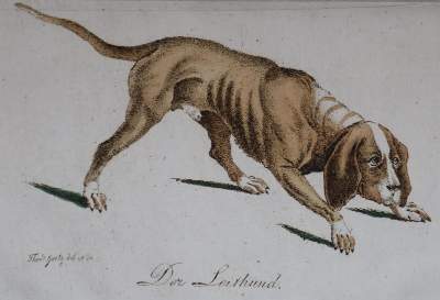 Bild Nr.27: 128-1910 Götz,T.: (Zoologie, Hunde)
