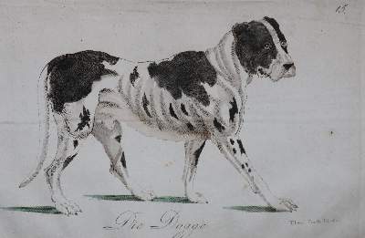 Bild Nr.28: 128-1910 Götz,T.: (Zoologie, Hunde)