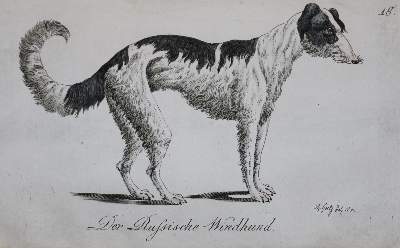 Bild Nr.29: 128-1910 Götz,T.: (Zoologie, Hunde)