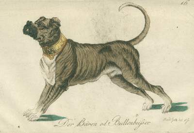 Bild Nr.1: 128-1911 Götz,Th.: (Zoologie, Hunde)