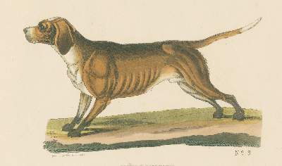 Bild Nr.2: 128-1911 Götz,Th.: (Zoologie, Hunde)