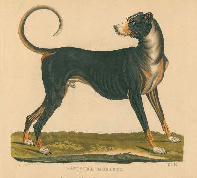 Bild Nr.3: 128-1911 Götz,Th.: (Zoologie, Hunde)