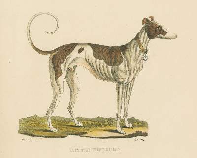 Bild Nr.4: 128-1911 Götz,Th.: (Zoologie, Hunde)
