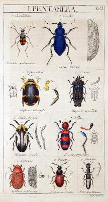 Bild Nr.1: 128-1924 Sturm,J.: (Zoologie, Insekten)