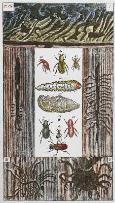Bild Nr.1: 128-1926 (Wilhelm,G.T.): (Zoologie, Insekten)
