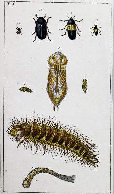 Bild Nr.2: 128-1926 (Wilhelm,G.T.): (Zoologie, Insekten)