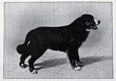 Bild Nr.1: 128-1927 Heim,A.: (Zoologie, Kynologie, Schweiz)
