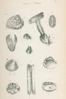 Bild Nr.1: 128-1928 Poe,E.A.: (Zoologie, Muscheln)