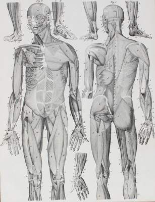 Bild Nr.1: 128-1930 Oken,L.: (Zoologie)