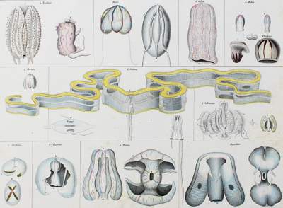 Bild Nr.2: 128-1930 Oken,L.: (Zoologie)