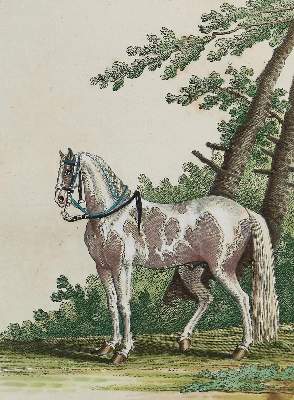 Bild Nr.10: 128-1932 Ridinger,J.E.: (Zoologie, Pferde)
