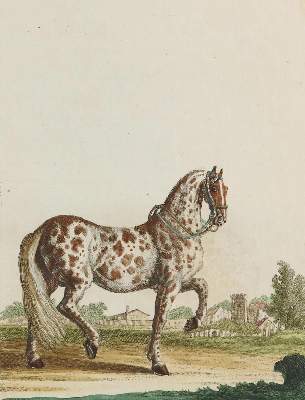 Bild Nr.11: 128-1932 Ridinger,J.E.: (Zoologie, Pferde)