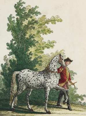 Bild Nr.12: 128-1932 Ridinger,J.E.: (Zoologie, Pferde)