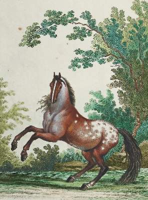 Bild Nr.2: 128-1932 Ridinger,J.E.: (Zoologie, Pferde)
