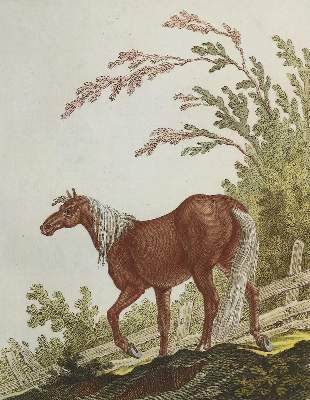 Bild Nr.3: 128-1932 Ridinger,J.E.: (Zoologie, Pferde)