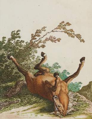 Bild Nr.5: 128-1932 Ridinger,J.E.: (Zoologie, Pferde)