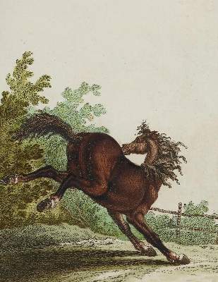 Bild Nr.6: 128-1932 Ridinger,J.E.: (Zoologie, Pferde)