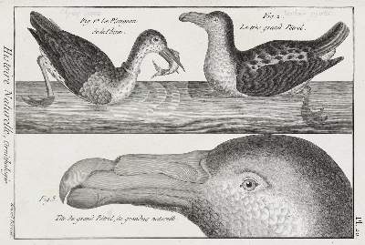 Bild Nr.1: 128-1935 Bonnaterre,J.P.: (Zoologie, Vögel)