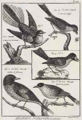 Bild Nr.2: 128-1935 Bonnaterre,J.P.: (Zoologie, Vögel)