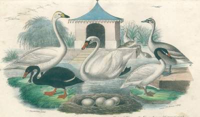 Bild Nr.1: 128-1938 Buhle,C.A.: (Zoologie, Vögel)