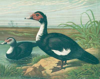 Bild Nr.1: 128-1941 Maar,A.: (Zoologie, Vögel, Enten)