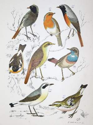 Bild Nr.1: 128-1946 Nuyens,A.: (Zoologie, Vögel)