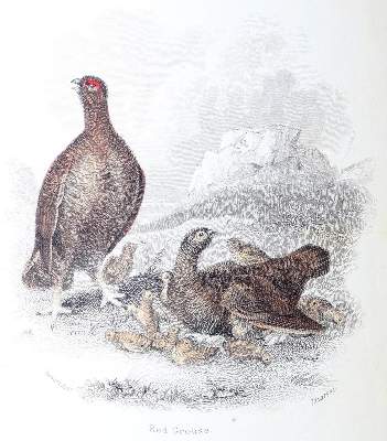 Bild Nr.1: 128-1951 Sammlung: (Zoologie, Vögel)