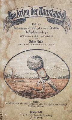Bild Nr.1: 128-1952 Tauben.: (Zoologie, Vögel)