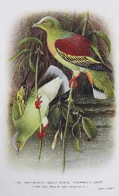 Bild Nr.1: 128-1958 Baker,E.C.S.: (Zoologie, Vögel, Tauben)