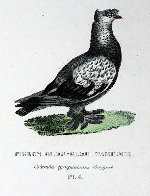 Bild Nr.1: 128-1959 Boitard,(P.) u. M.Corbier.: (Zoologie, Vögel, Tauben)