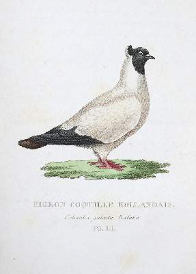 Bild Nr.1: 128-1960 Boitard,(P.) u. M.Corbier.: (Zoologie, Vögel, Tauben)