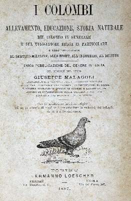 Bild Nr.1: 128-1962 Brieftauben.: (Zoologie, Vögel, Tauben)