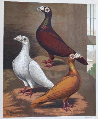 Bild Nr.1: 128-1969 Fulton,R.: (Zoologie, Vögel, Tauben)