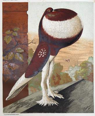 Bild Nr.1: 128-1970 Fulton,R.: (Zoologie, Vögel, Tauben)