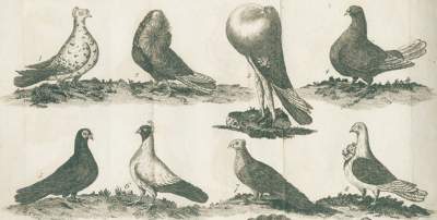 Bild Nr.1: 128-1972 Girton,D. (d.ii.William Thompson).: (Zoologie, Vögel, Tauben)