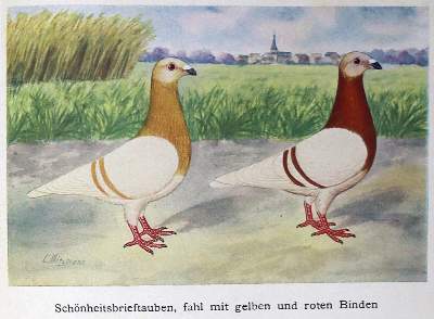 Bild Nr.1: 128-1973 Herbst,O.: (Zoologie, Vögel, Tauben)