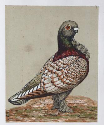 Bild Nr.1: 128-1976 La Perre de Roo,V.: (Zoologie, Vögel, Tauben)