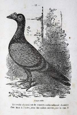 Bild Nr.1: 128-1977 La Perre de Roo,V.: (Zoologie, Vögel, Tauben)