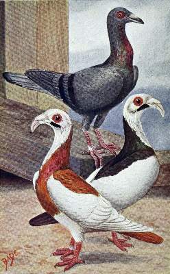 Bild Nr.1: 128-1978 Lavalle,A. u. M.Lietze (Bearb.).: (Zoologie, Vögel, Tauben)